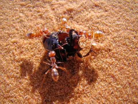 사하라 사막 땡볕에 살고 있는 ‘사하라 은색 개미(Saharan silver ants)’가 세계에서 가장 빠른 개미인 것으로 밝혀졌다. 시속 193km에 달했다. ⓒWikipedia