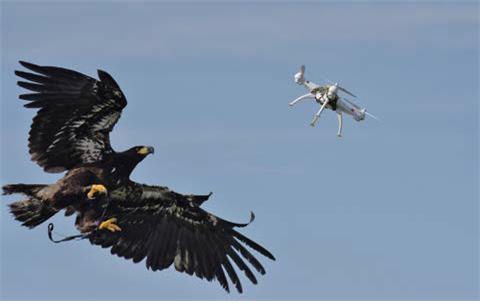 드론을 사냥하는 검독수리ⓒ
