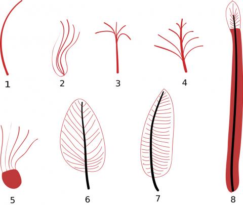 깃털 진화 단계를 보여주는 도해(요약 Xu & Gou 2009). 1.Single filament 2.Multiple filaments 3.oined at their base 4.Multiple filaments joined at their base to a central filament 5.Multiple filaments along the length of a central filament 6.Multiple filaments arising from the edge of a membranous structure 7.Pennaceous feather with vane of barbs and barbules and central rachis Pennaceous feather with an asymmetrical rachis 8. Undifferentiated vane with central rachis