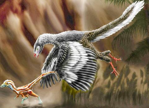 후기 쥐라기 때 독일 지역에 살았던 시조새(Archaeopteryx lithographica)가 작은 공룡(compsognathid)을 쫓는 모습을 그린 상상화. CREDIT: Wikimedia / Durbed