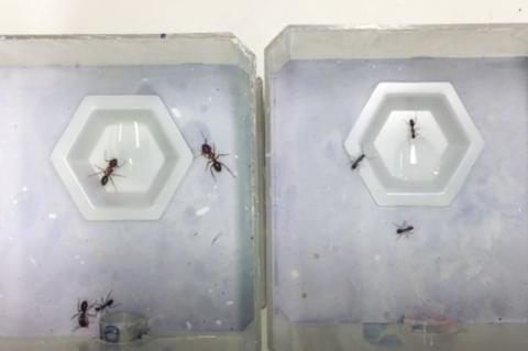 TSA를 처리한 병정개미들(왼쪽)이 오른쪽의 일개미들처럼 설탕물 먹이를 찾고 있는 모습. 이 종의 개미 가운데 먹이 찾는 일은 대부분 일개미들이 한다. CREDIT: Karl Glastad, Berger lab