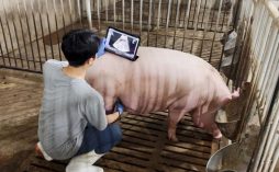 AI가 돼지 임신도 판정한다…농진청, 세계 최초 프로그램 개발